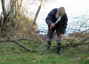 Photograph of the pruning of willows in the lake at Sobrado