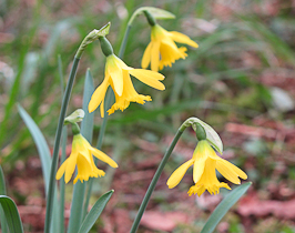 Bild der Narcissus asturiensis