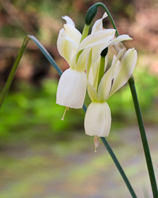 Fotografía de Narcissus triandrus