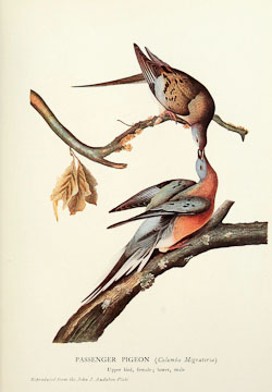 Image of the passenger pigeon