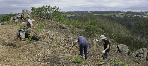 Photograph of the reforestation