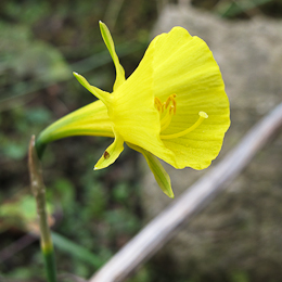 Fotografía de Narcissus bulbocodium
